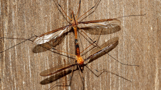 Insects Diptea Tipulidae Unknwn A MV BY Tas 2018-0-26.jpg