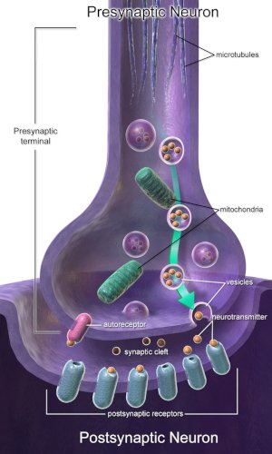 Synapse96 Presynaptic_Neuron BruceBlaus Blausen Medical 4.0.jpg