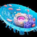 lysosome