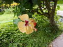 niloy022