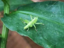 papilo