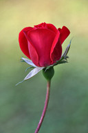 red-rose
